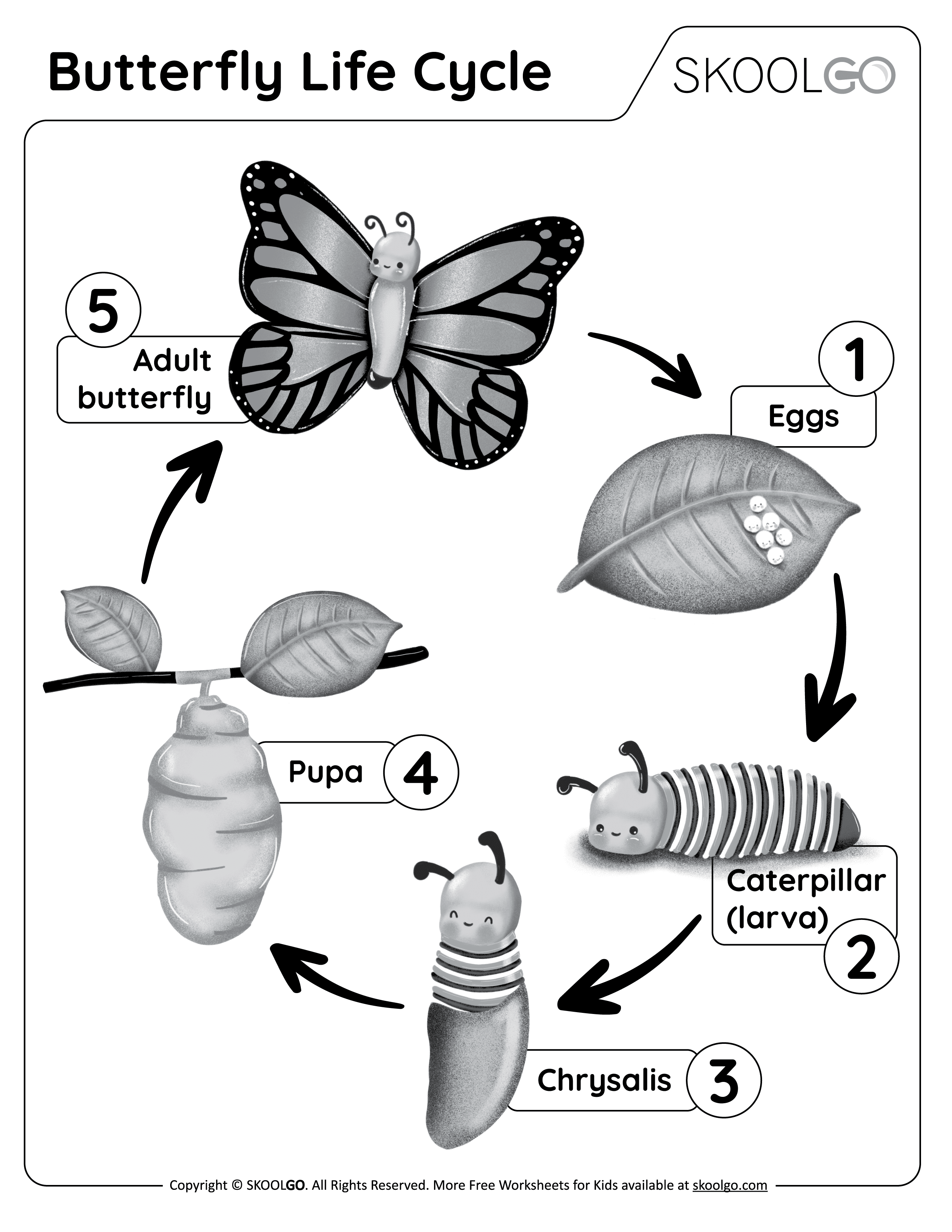 Insect Lore Ciclo Di Vita Della Coccinella – 4 Figure Didattiche In Plastica: Uova, Larva, Pupa E Adulto