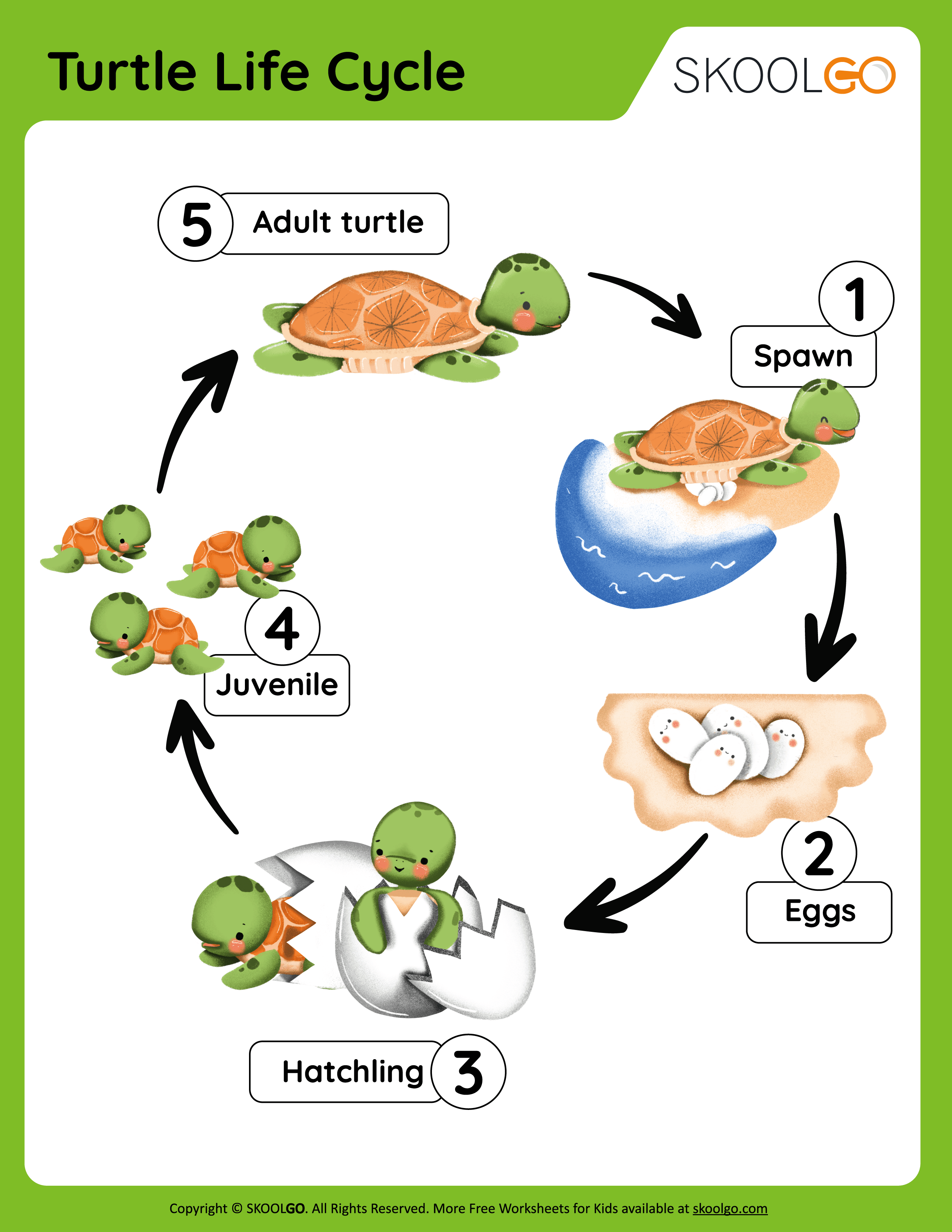 Turtle Life Cycle - Free Worksheet - SKOOLGO