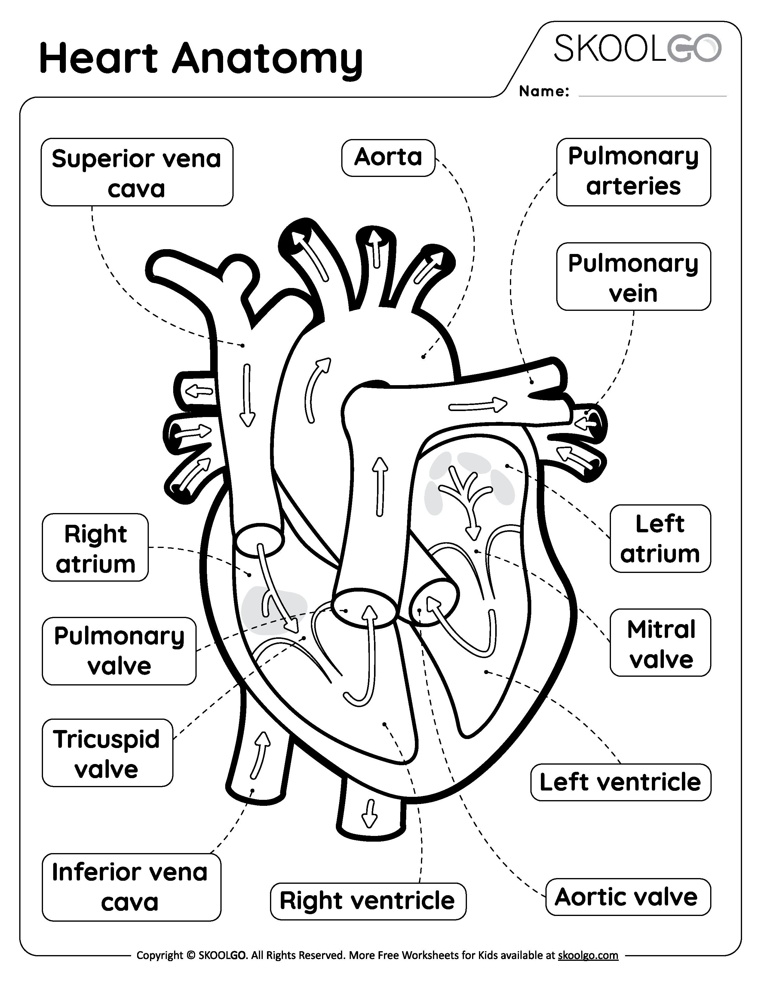 Heart Anatomy Free Worksheet For Kids SKOOLGO Heart Anatomy Free Worksheet For Kids SKOOLGO