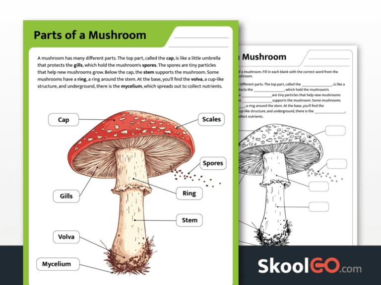 Free Mushroom Parts Worksheet – Fun & Educational for Kids