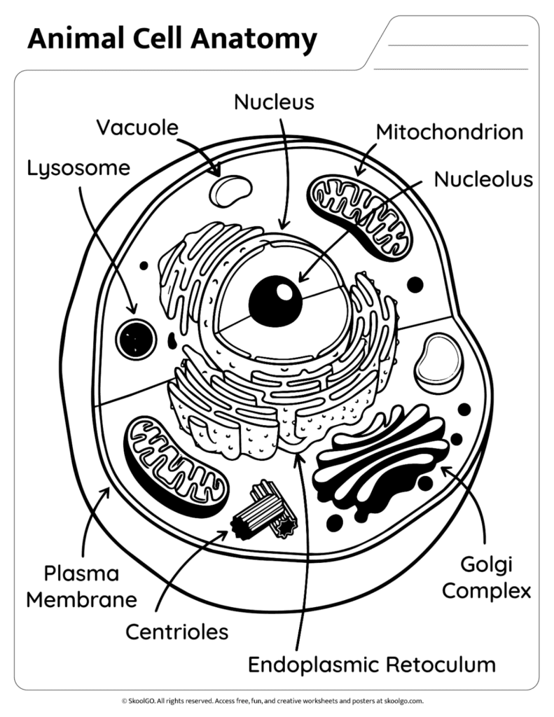 Animal Cell Anatomy Labeled Black and White Diagram Black and white animal cell anatomy diagram with labeled parts