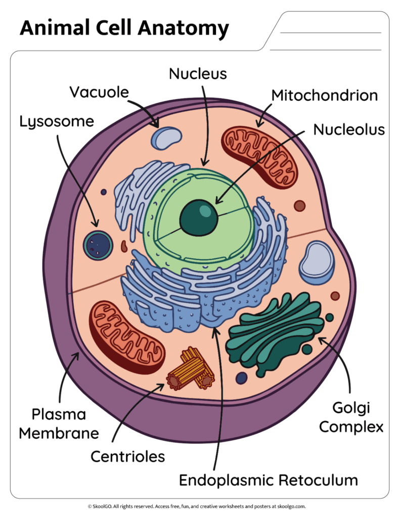 Animal Cell Anatomy Labeled Color Diagram Color animal cell anatomy diagram showing labeled organelles