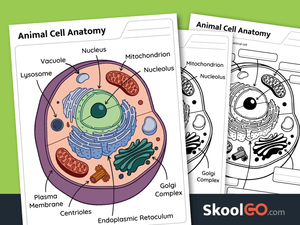 Animal cell anatomy worksheet printable PDF for science learning