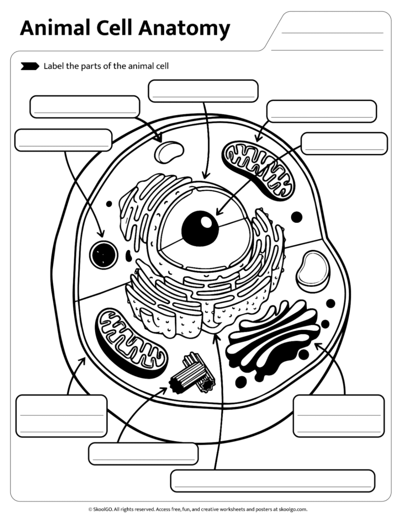 Animal Cell Anatomy Labeling Practice Worksheet Animal cell anatomy worksheet with blank labels for student practice