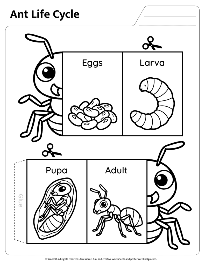 Ant Life Cycle Cut and Paste Activity Black and White Black and white ant life cycle worksheet for coloring and sequencing