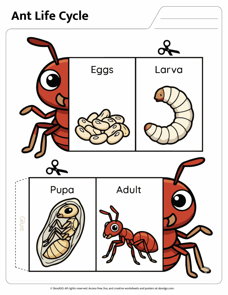Ant Life Cycle Cut and Paste Activity Color Version Color ant life cycle worksheet featuring eggs larva pupa and adult stages