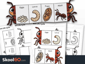 Ant life cycle worksheet printable science activity for young learners