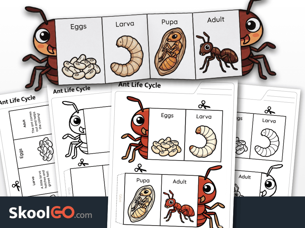Ant life cycle worksheet printable science activity for young learners
