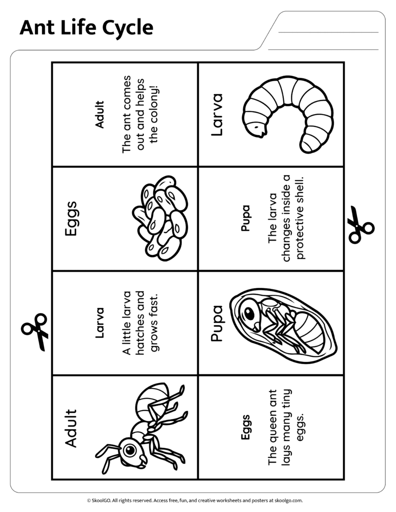 Ant Life Cycle Information and Labeling Activity Ant life cycle reference page with stage descriptions and labels