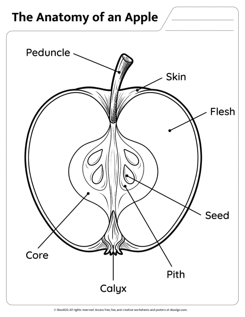 Apple Anatomy Diagram Black and White Reference Black and white apple anatomy diagram for science learning and coloring activities