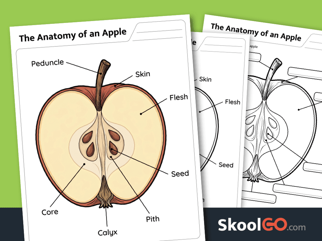 Apple anatomy worksheet free printable science resource for learning the parts of an apple