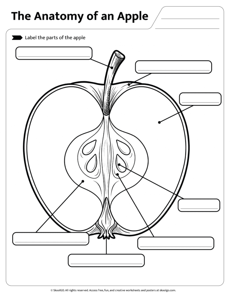 Apple Anatomy Labeling Practice Worksheet Printable apple anatomy labeling worksheet for identifying the parts of an apple