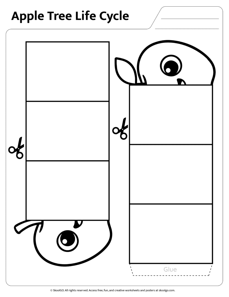 Black and white apple tree life cycle worksheet for coloring and sequencing