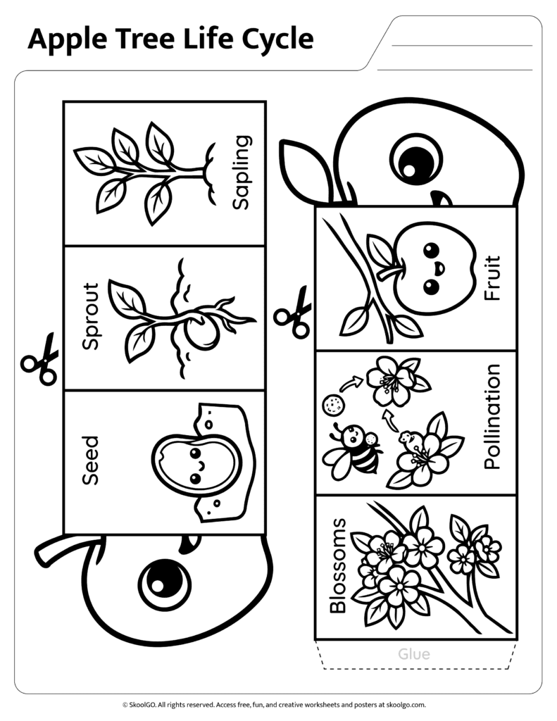 Color assembly page for apple tree life cycle sequencing activity