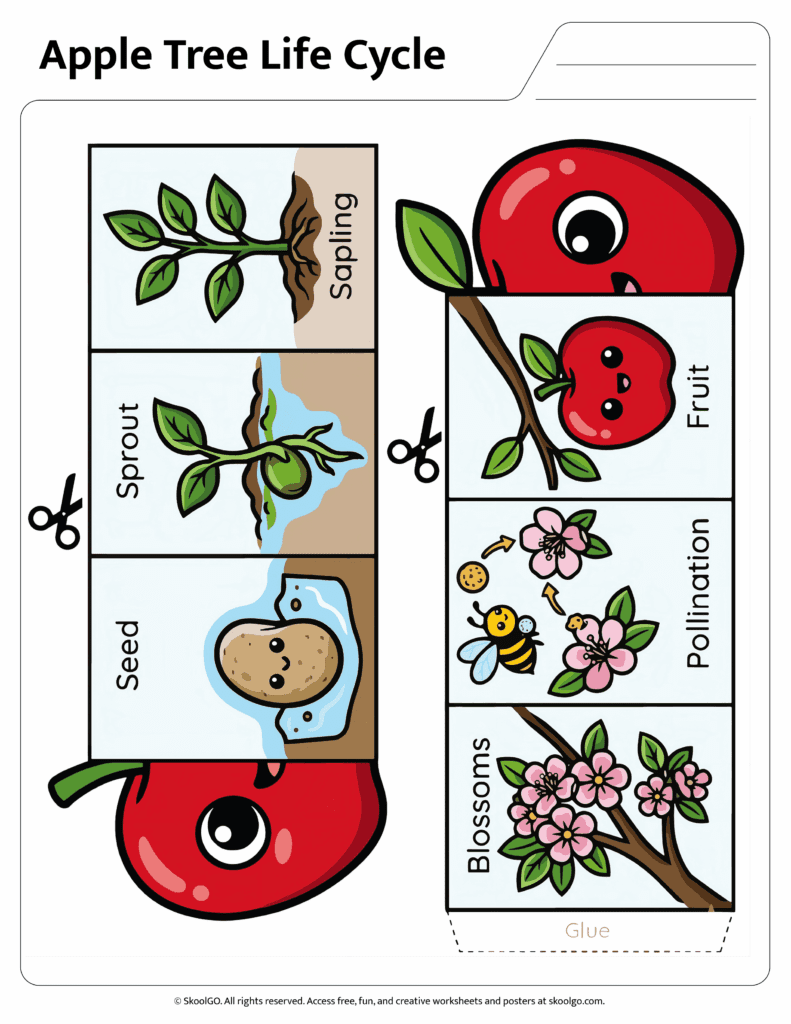 Color apple tree life cycle wheel showing seed sprout sapling blossoms pollination and fruit