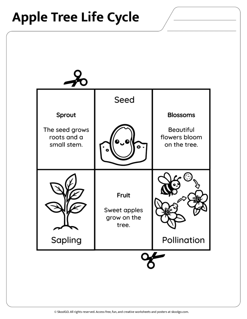 Apple tree life cycle information cards featuring seed sprout blossoms and fruit stages