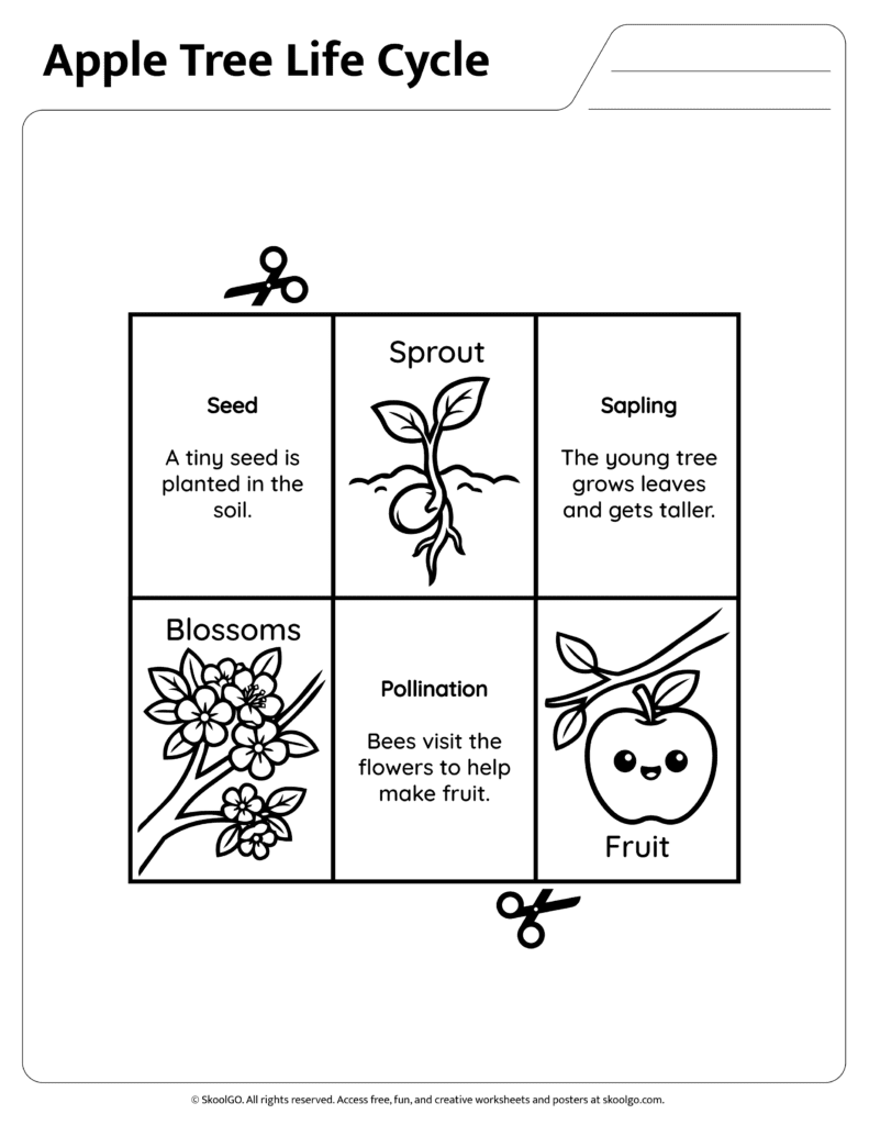 Apple tree life cycle information cards featuring seed sapling and pollination stages