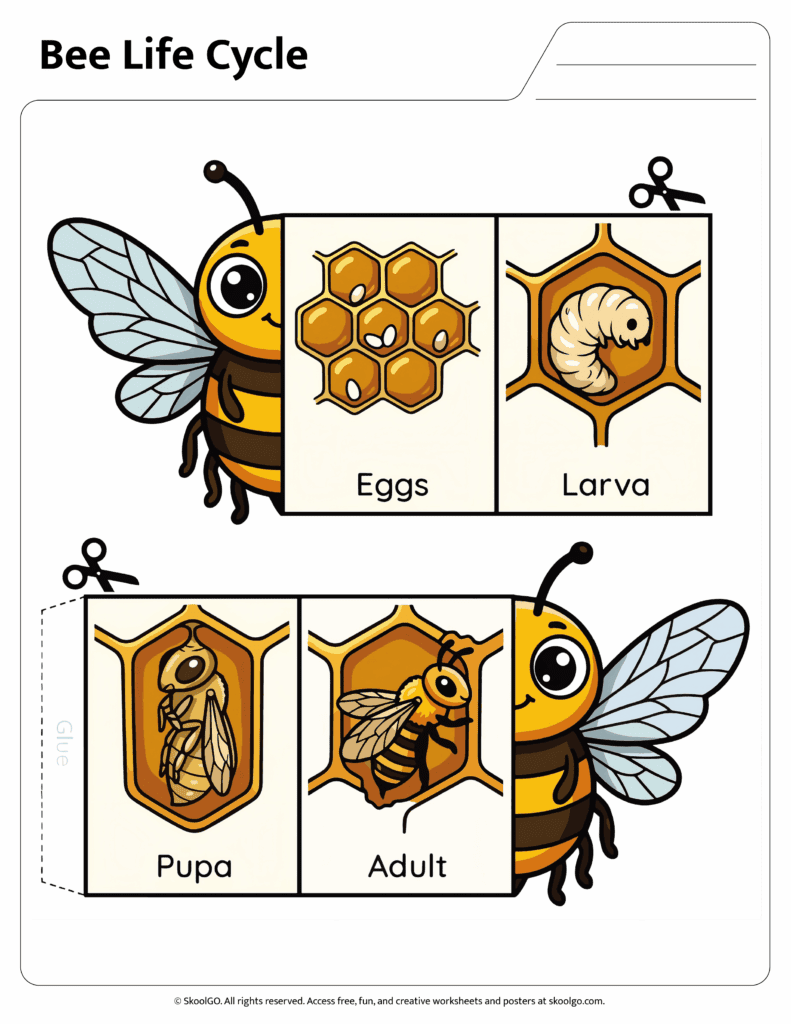 Bee Life Cycle Cut and Fold Activity Color Version Color bee life cycle cut and fold worksheet showing eggs larva pupa and adult bee stages