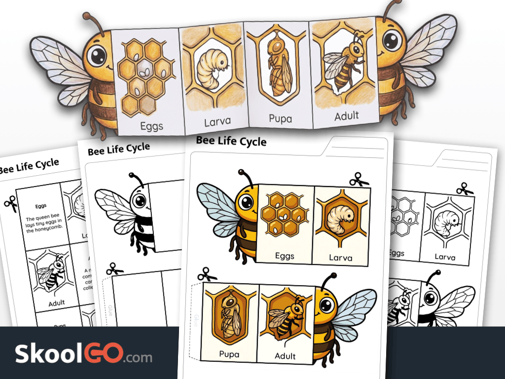 Bee life cycle cut and fold worksheet printable science activity for young learners