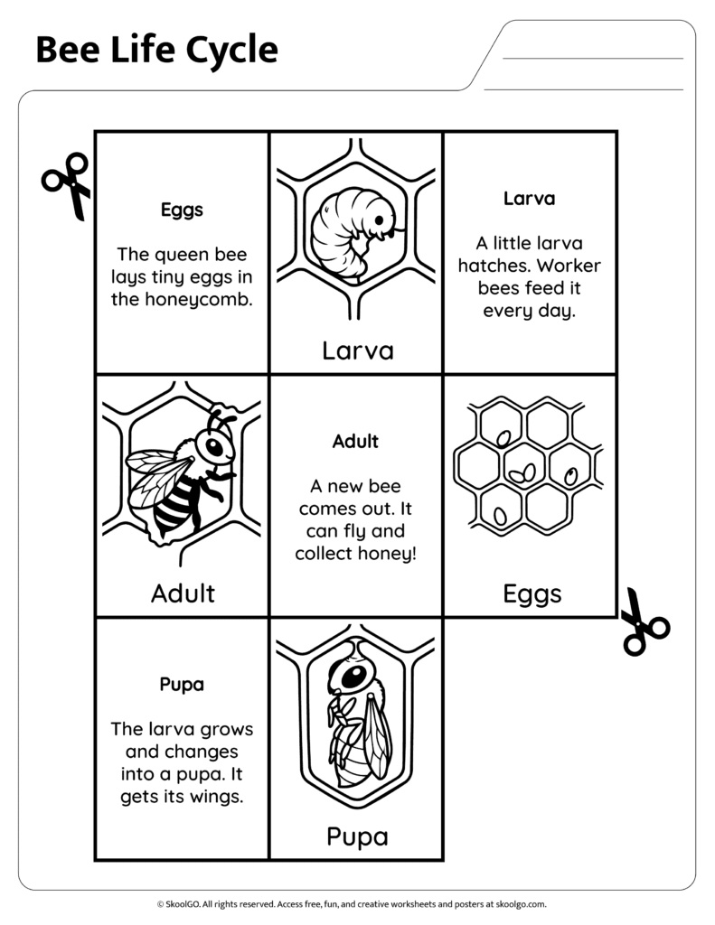 Bee Life Cycle Learning Reference Page Bee life cycle information page explaining eggs larva pupa and adult stages