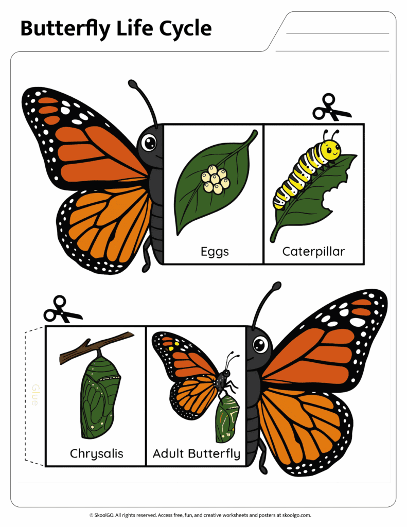 Butterfly Life Cycle Cut and Fold Activity Color butterfly life cycle cut and fold worksheet showing eggs caterpillar chrysalis and adult butterfly