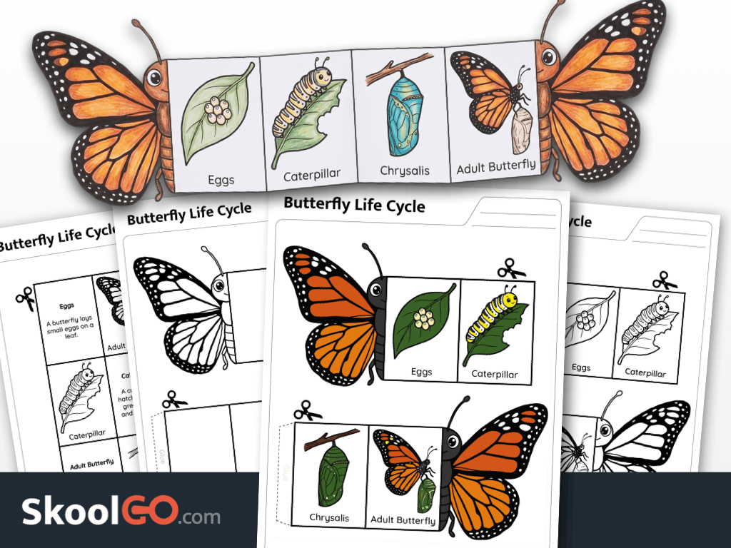 Butterfly life cycle cut and fold worksheet for sequencing and science learning