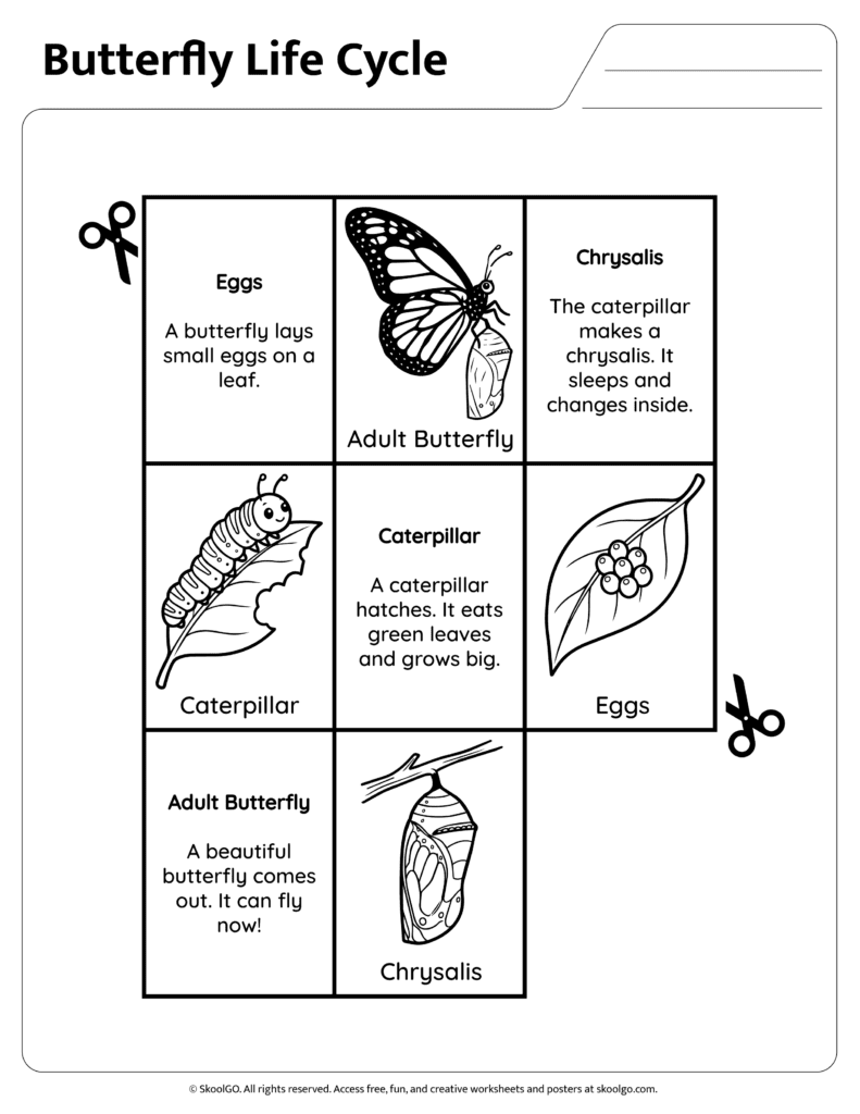 Butterfly Life Cycle Information Activity Butterfly life cycle reading and matching worksheet with stage descriptions