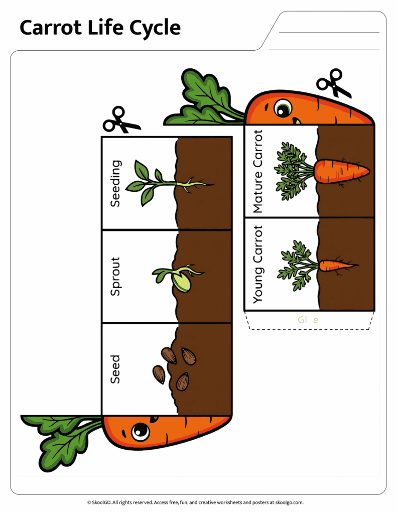 Carrot Life Cycle Cut and Paste Activity Color carrot life cycle worksheet featuring seed, sprout, seeding, young carrot and mature carrot stages