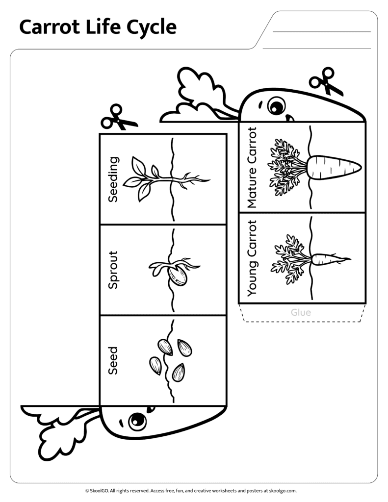 Carrot Life Cycle Cutout Cards Printable carrot life cycle cutout pieces for sequencing activity