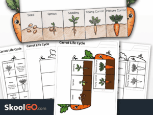 Carrot life cycle worksheet showing the stages of carrot growth for young learners