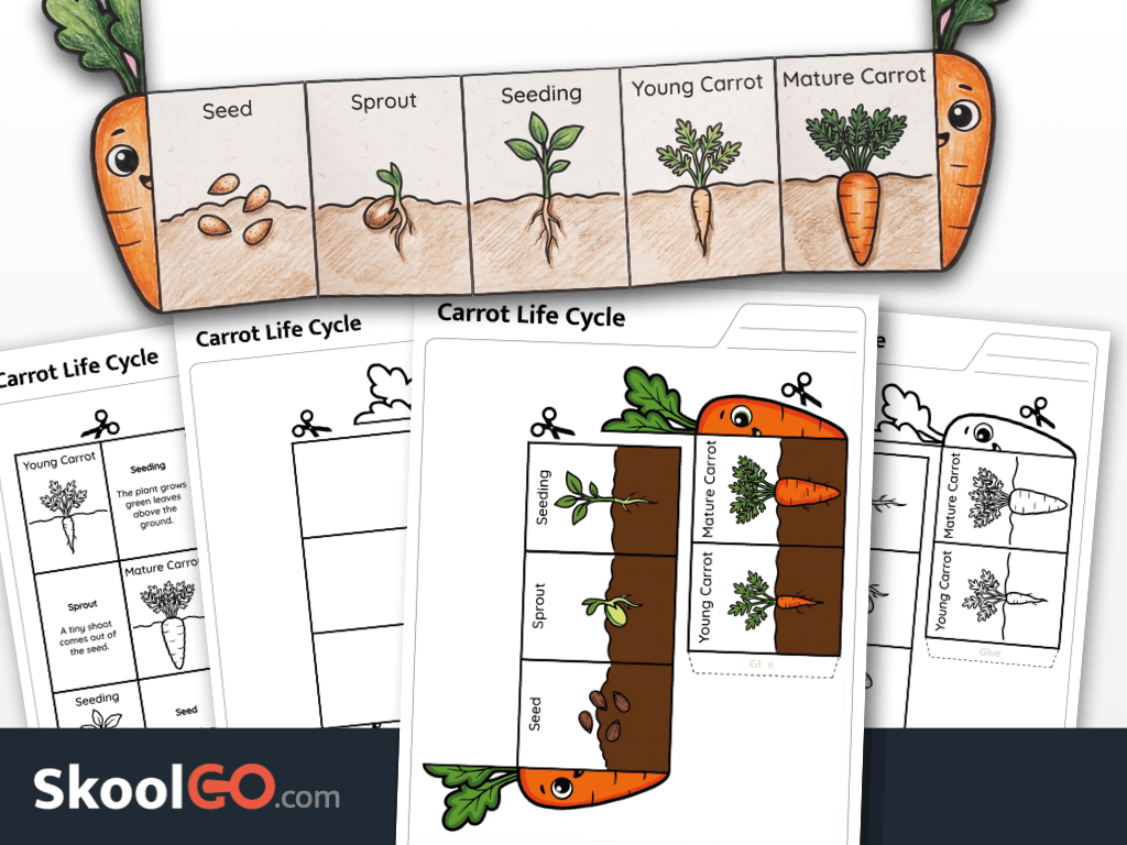 Carrot life cycle worksheet showing the stages of carrot growth for young learners