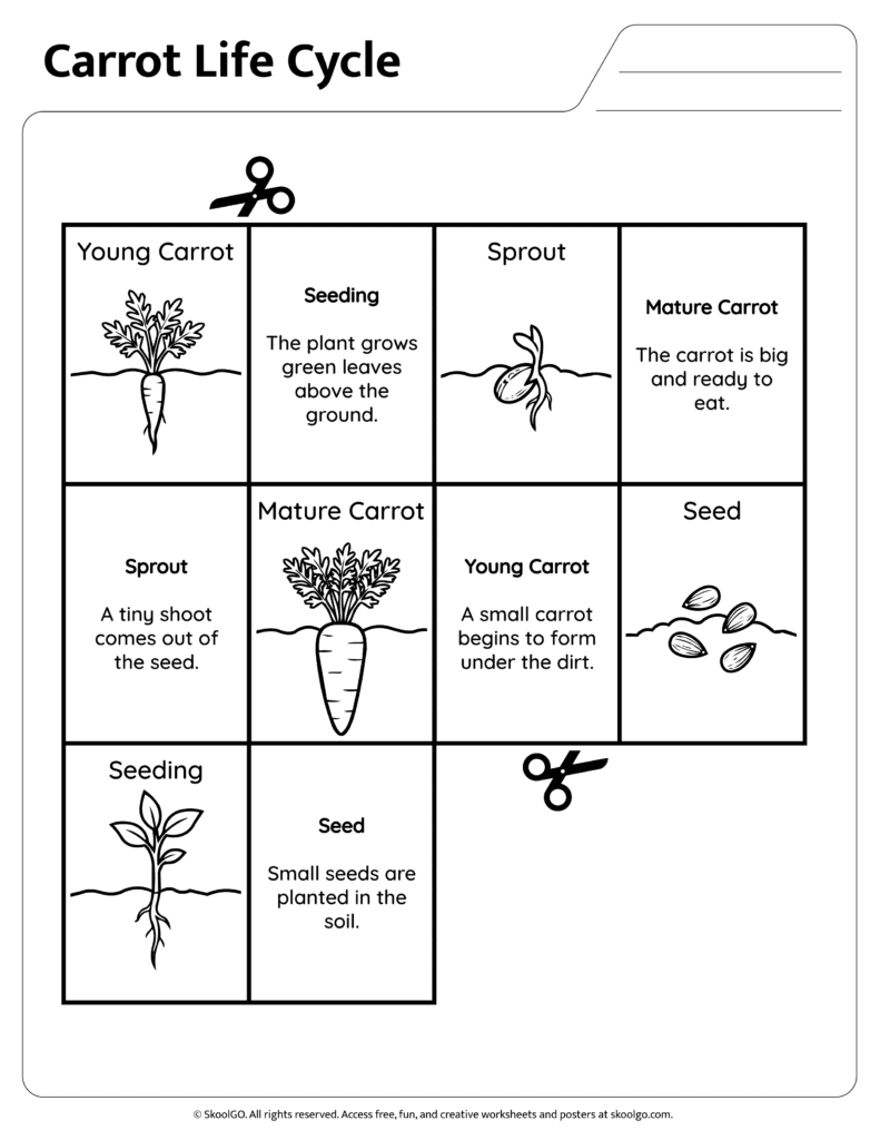 Carrot Growth Stages Reference Page Reference page explaining each stage of the carrot life cycle