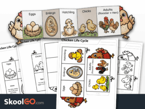 Chicken life cycle worksheet printable science activity for elementary students
