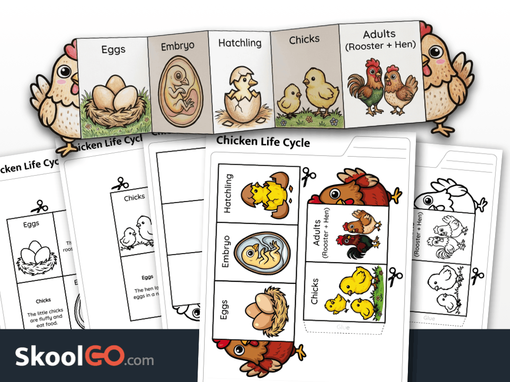 Chicken life cycle worksheet printable science activity for elementary students