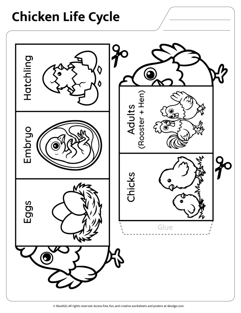 Chicken Life Cycle Wheel Template Printable chicken life cycle wheel with labeled growth stages