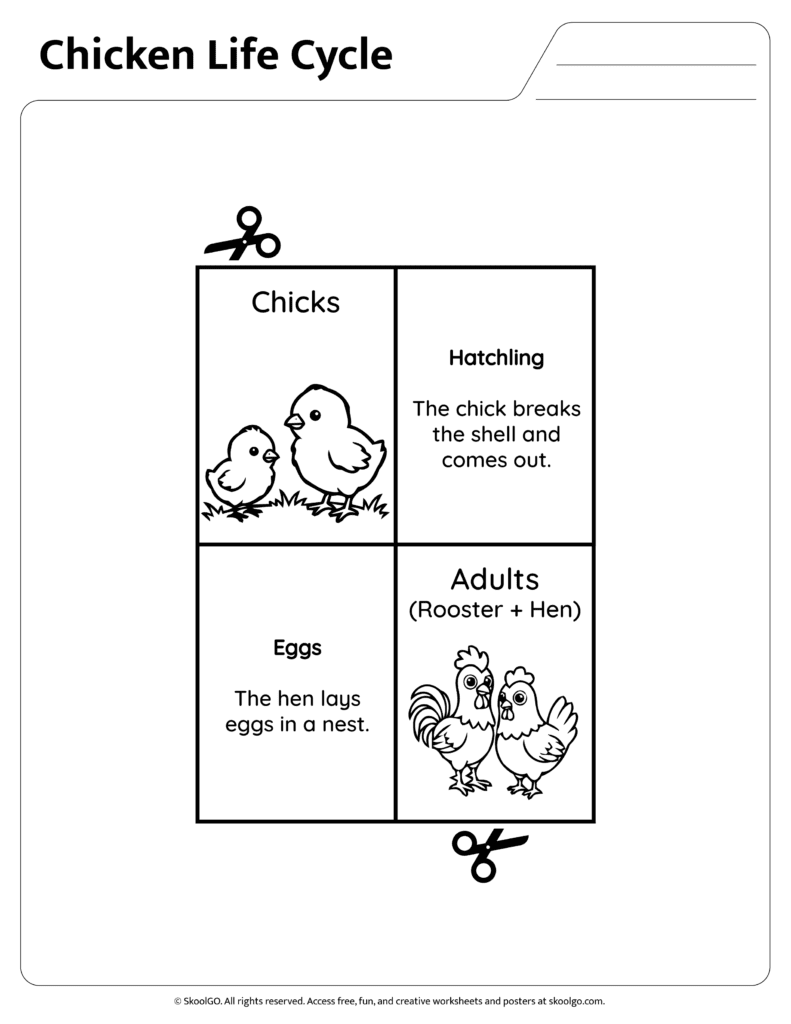 Chicken Life Cycle Facts Eggs and Hatchling Information page describing eggs and hatchling stages of a chicken life cycle