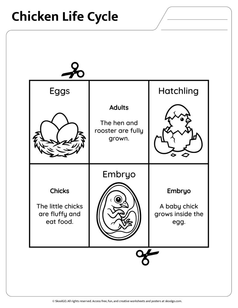 Chicken Life Cycle Facts Embryo Chicks and Adults Information page explaining embryo chicks and adult chicken stages