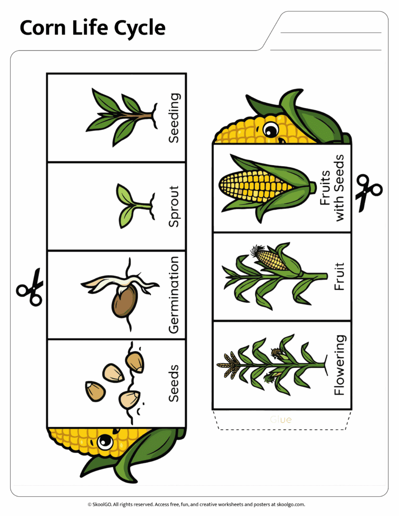 Printable corn life cycle worksheet with cut and paste sequencing activity