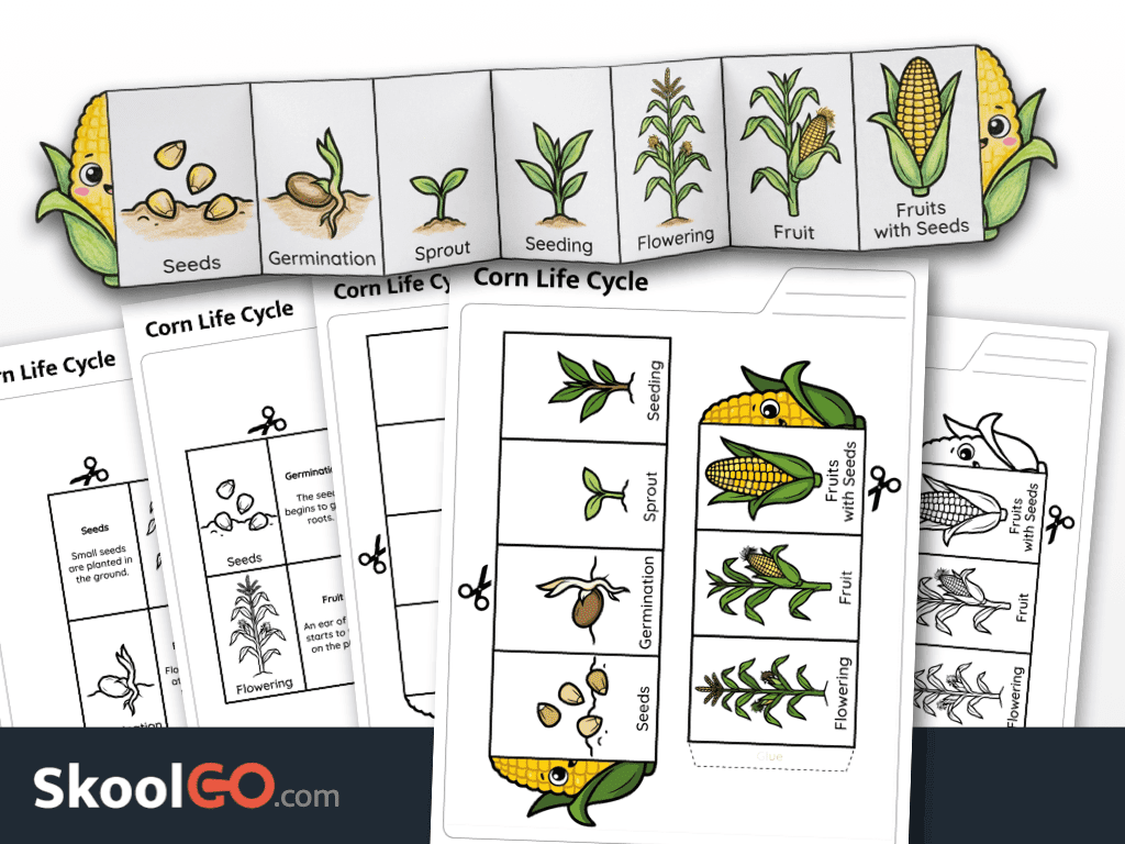 Corn life cycle worksheet printable science activity for elementary students