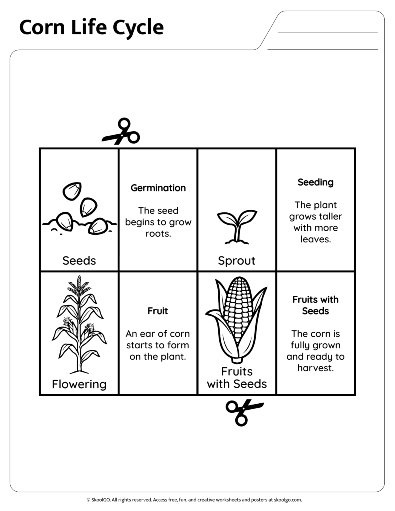 Corn life cycle stages information worksheet page one