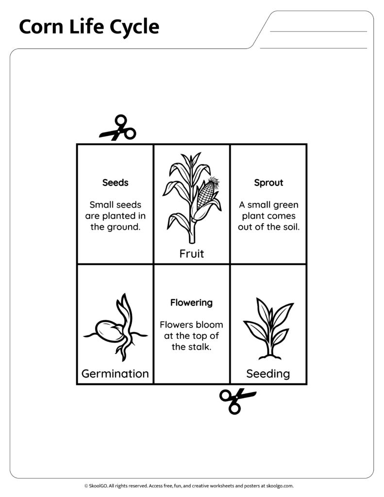 Corn life cycle stages information worksheet page two