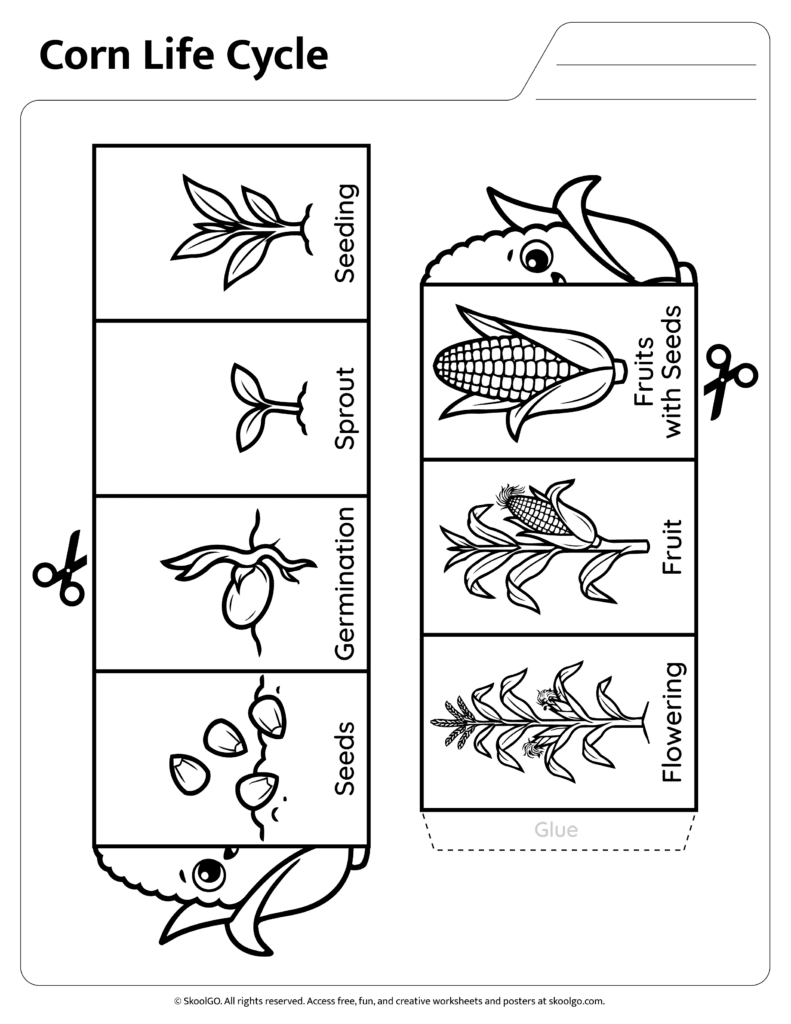 Corn life cycle wheel template for science learning