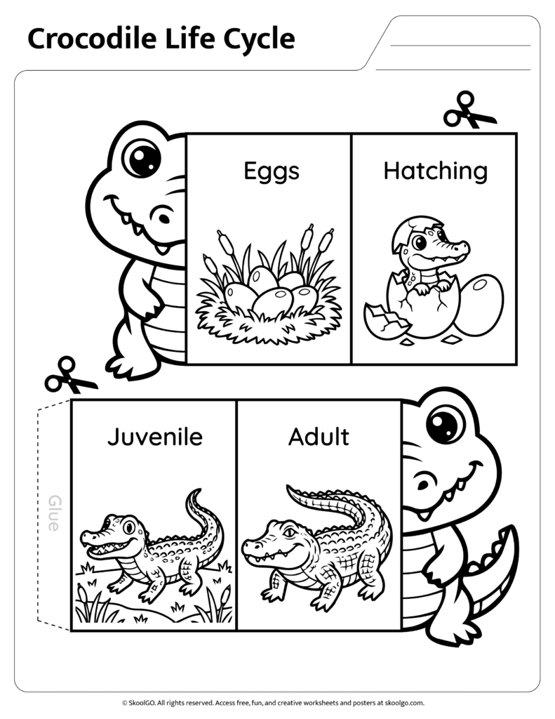 Black and white crocodile life cycle worksheet for coloring and sequencing