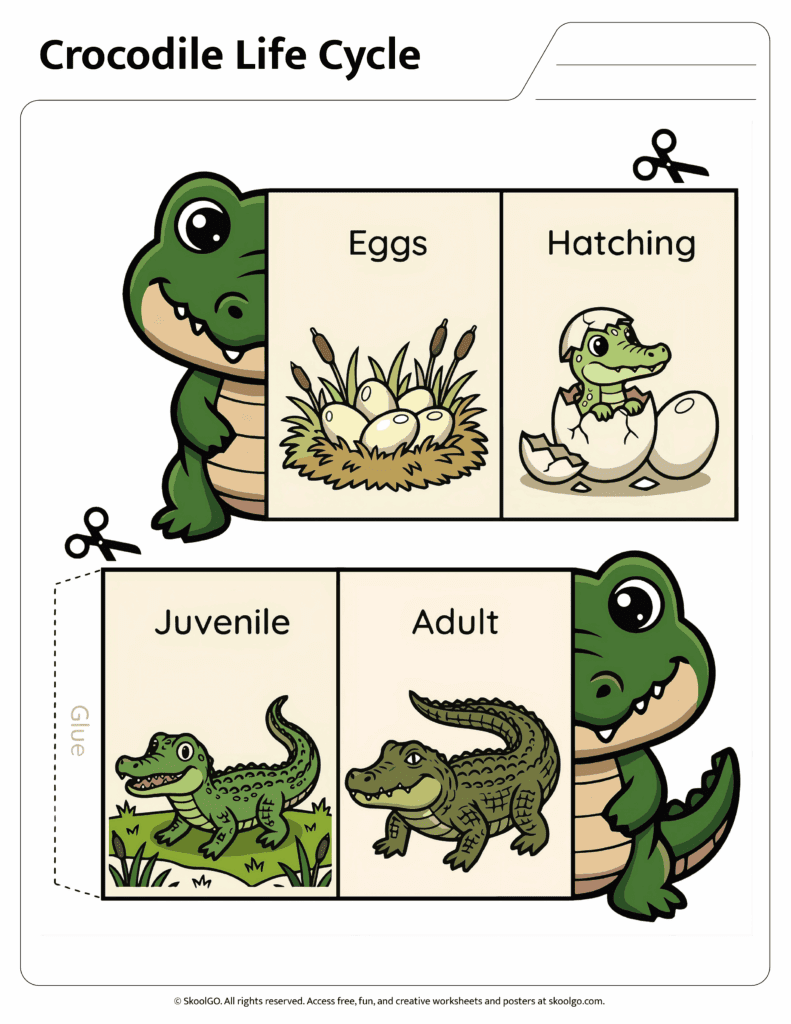 Color crocodile life cycle worksheet showing eggs hatching juvenile and adult stages