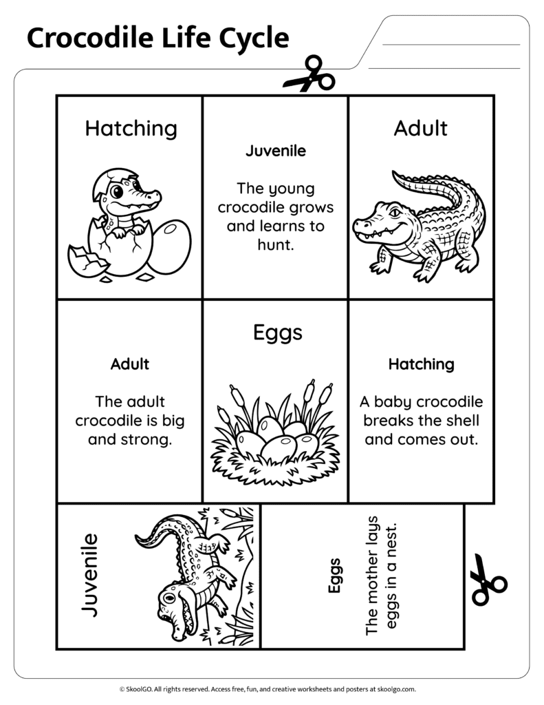 Crocodile life cycle sequencing worksheet with matching stage descriptions