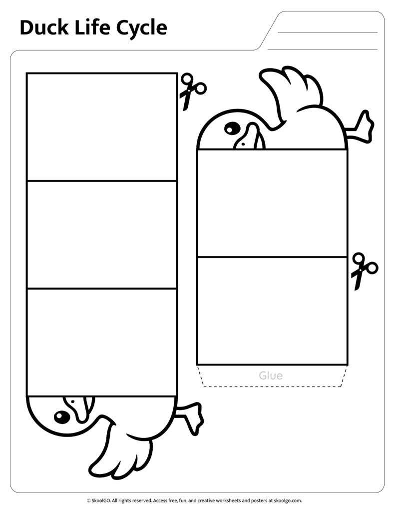 Duck Life Cycle Craft Assembly Page Assembly page for printable duck life cycle craft activity