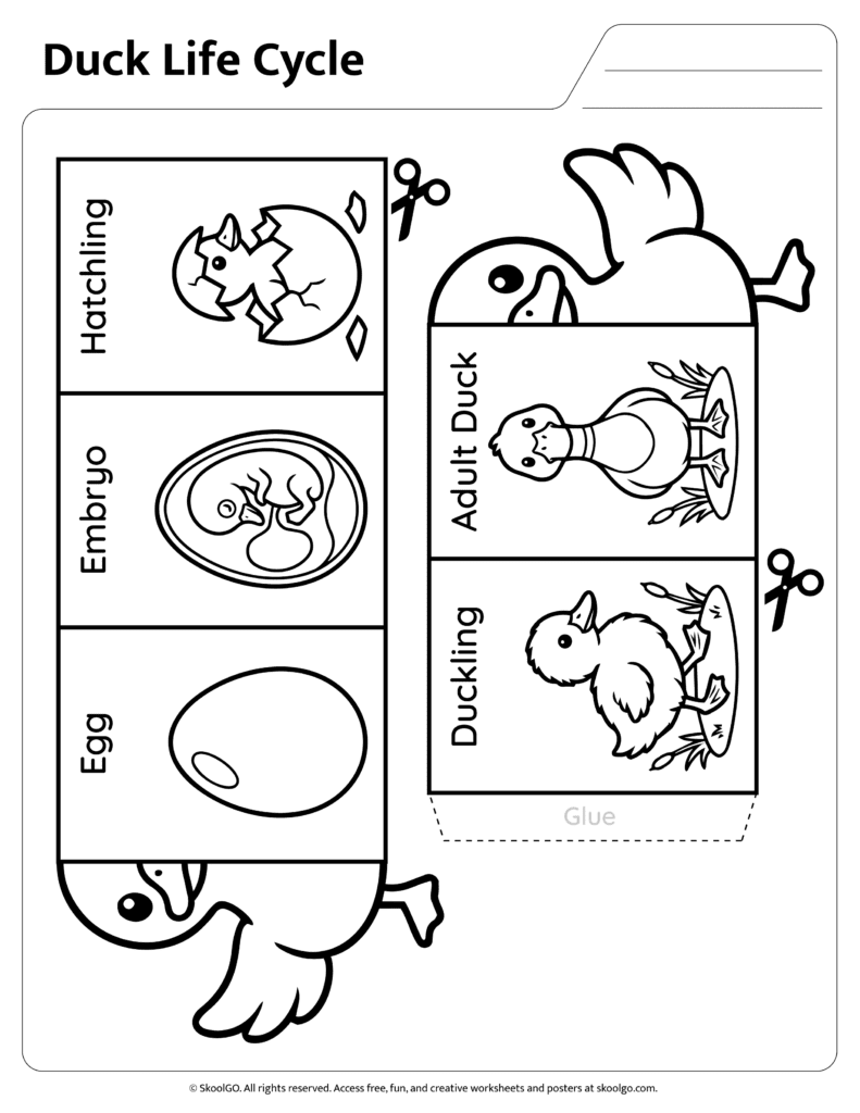 Duck Life Cycle Craft Activity Black and White Version Black and white duck life cycle craft worksheet for coloring and assembly