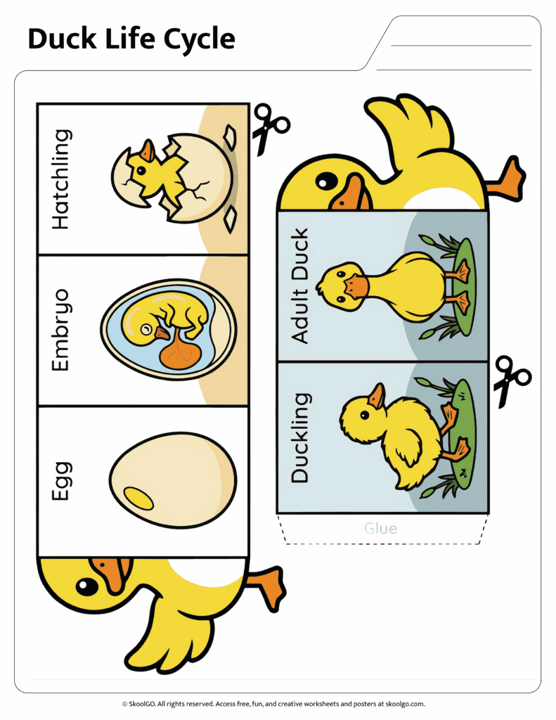 Duck Life Cycle Craft Activity Color Version Color duck life cycle craft worksheet showing egg embryo hatchling duckling and adult duck