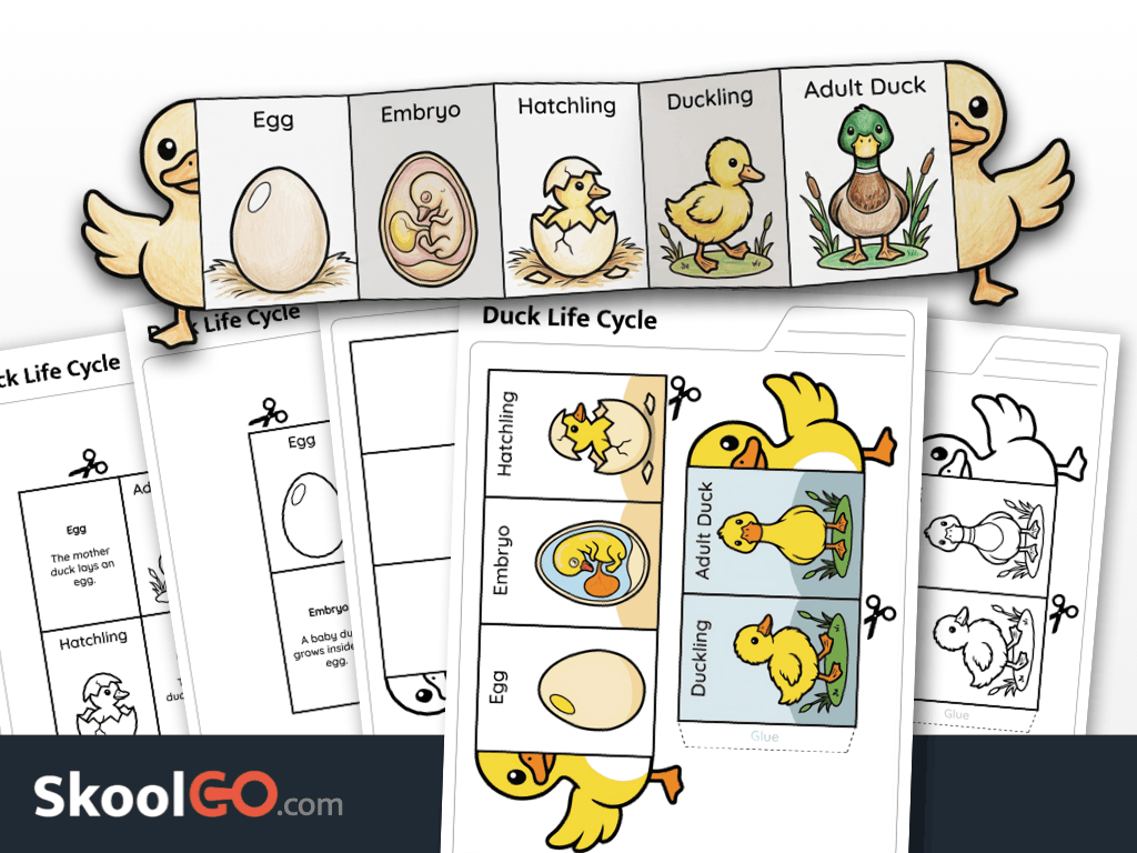 Duck life cycle craft activity free printable science worksheet for young learners