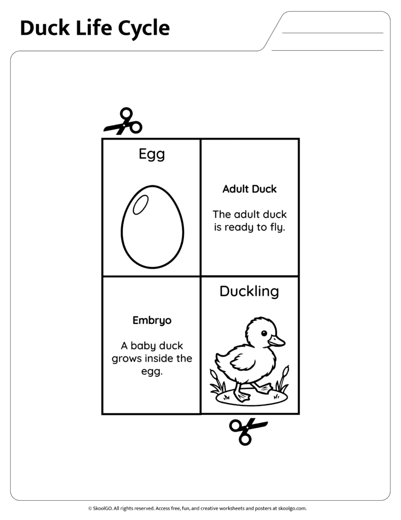 Duck Life Cycle Reading Activity Page Reading page explaining stages of the duck life cycle